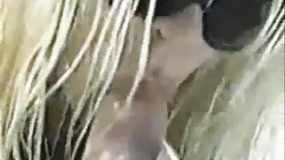 سگ ماده رو ضخیم دیک راست در الاغ سایت های porn